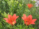 Tiger Lilies On The Point